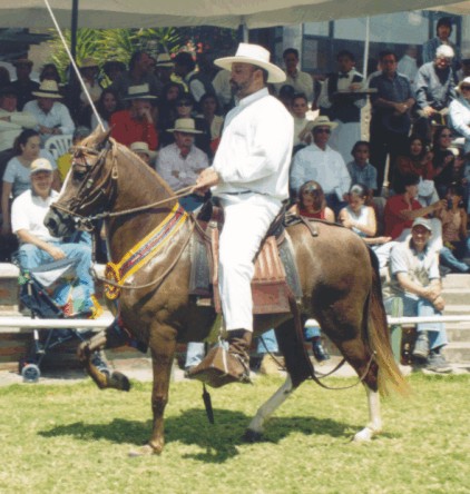 JD Flor de Loto